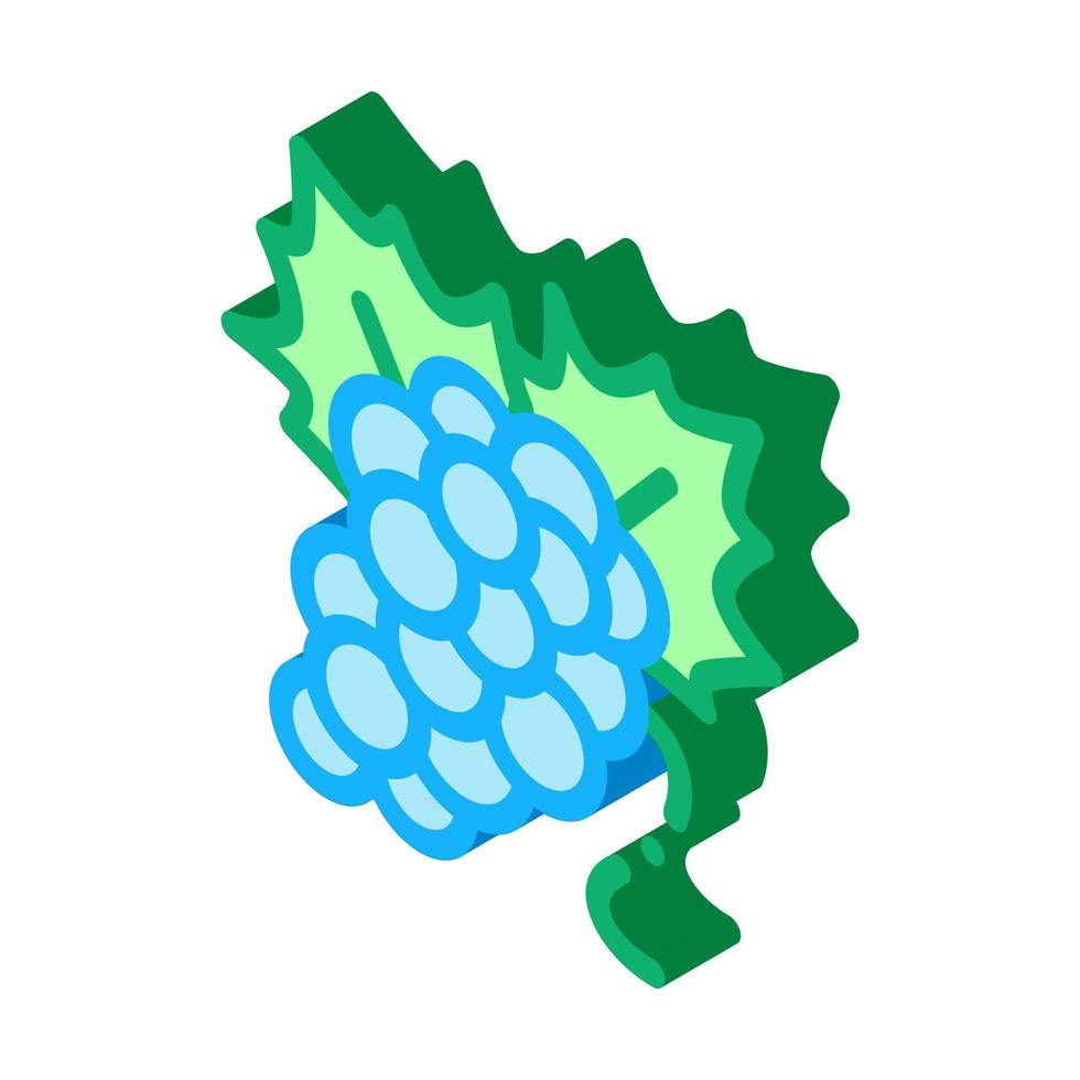 bunch of grapes icon vector outline illustration