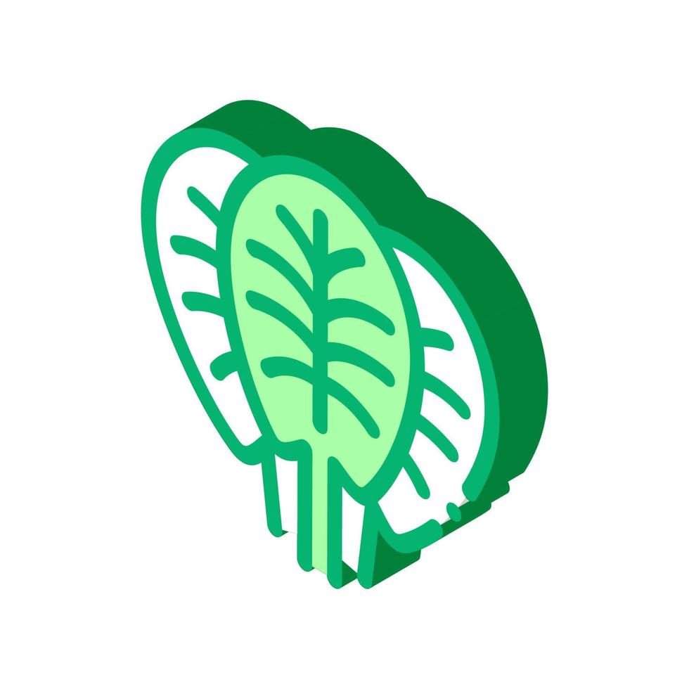 spinach leaves isometric icon vector illustration