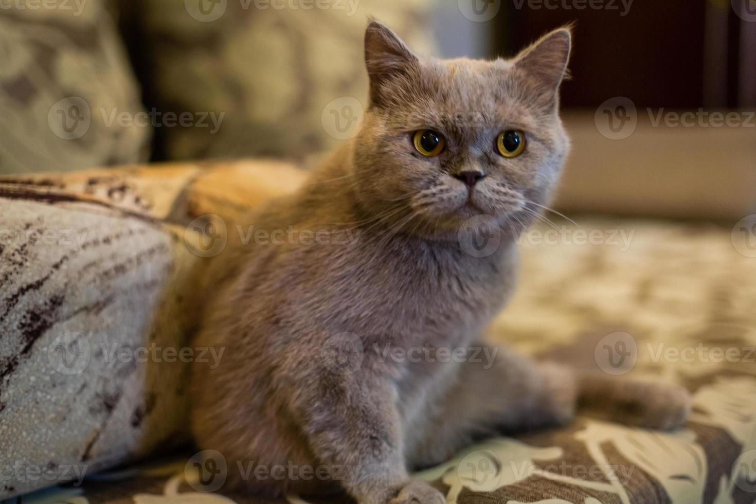 grey cat lay down relaxly on sofa - soft and selected focus photo