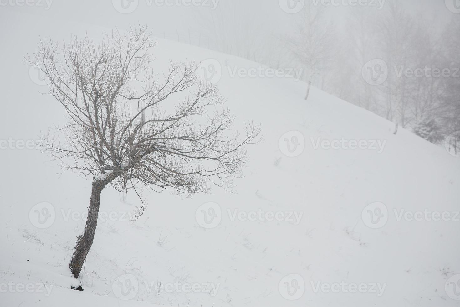 An abundant snowfall in the Romanian Carpathians in the village of Sirnea, Brasov. Real winter with snow in the country photo