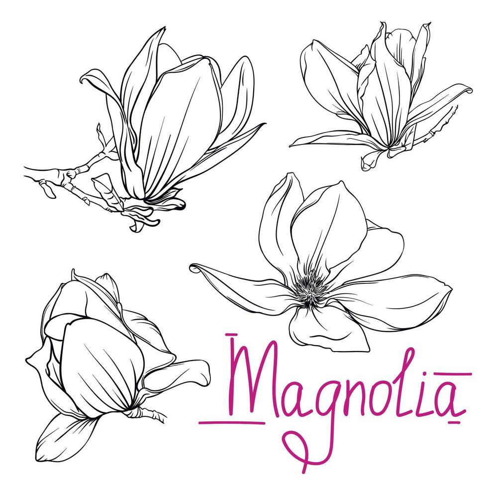 flores y ramas de magnolia monocromáticas dibujadas a mano. contorno de magnolia, ilustración vectorial en blanco y negro de flores y ramas de magnolia vector