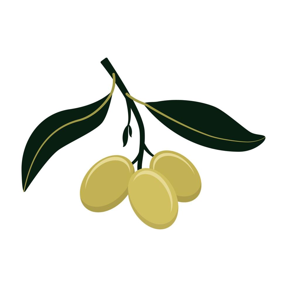 Olive branch with green olives isolated on white background. Flat style. Vector illustration