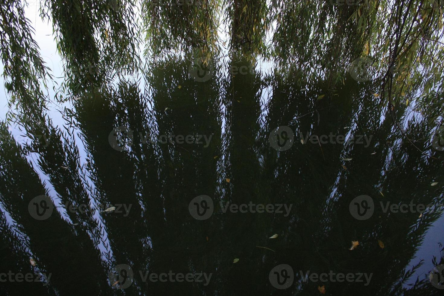 Close up willow tree branches falling on water concept photo