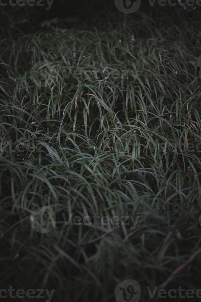 Close up black mondo grass on forested slope concept photo