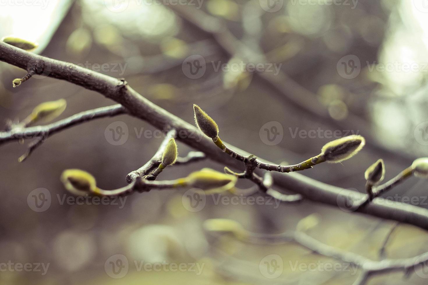 Close up small undeveloped leaf buds on tree branch in springtime concept photo