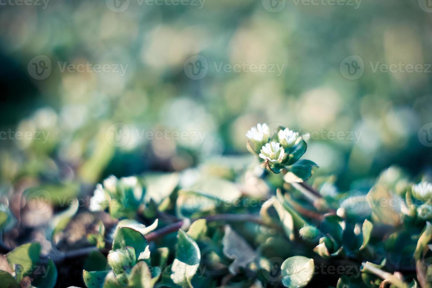 Close up danish scurvy grass on ground concept photo