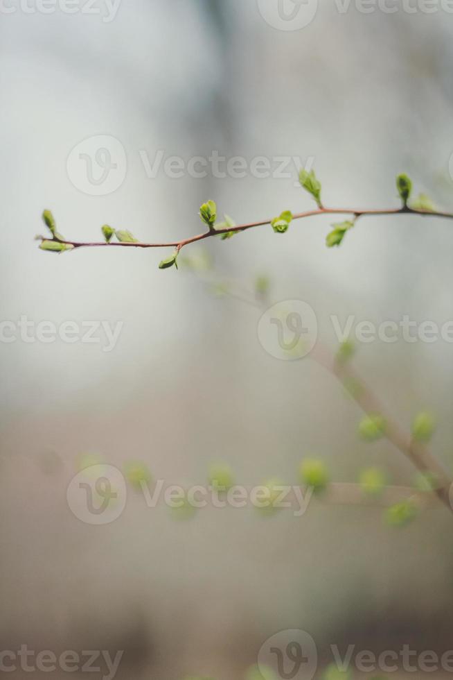 Close up foliage in spring concept photo