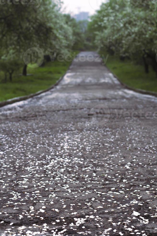 Close up white petals on ground in park concept photo