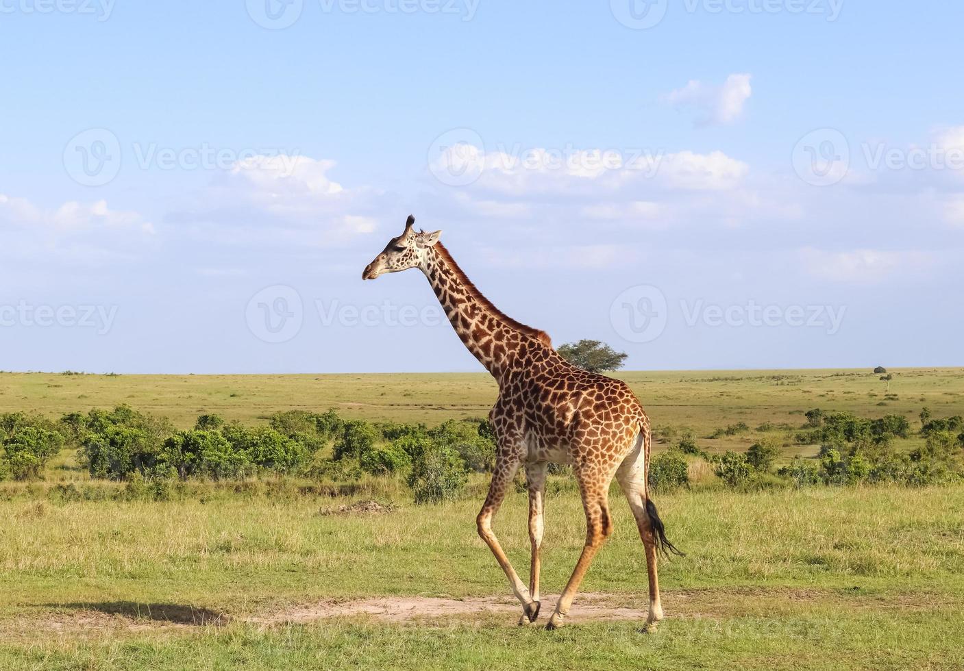 Beautiful giraffe in the wild nature of Africa. photo