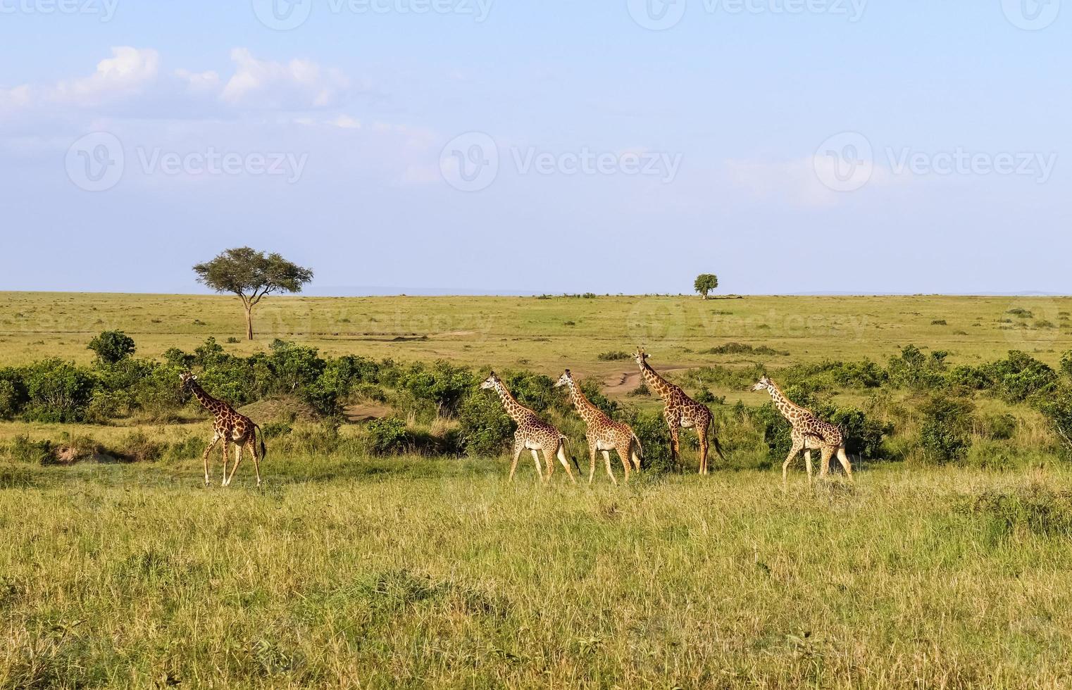 Beautiful giraffe in the wild nature of Africa. photo
