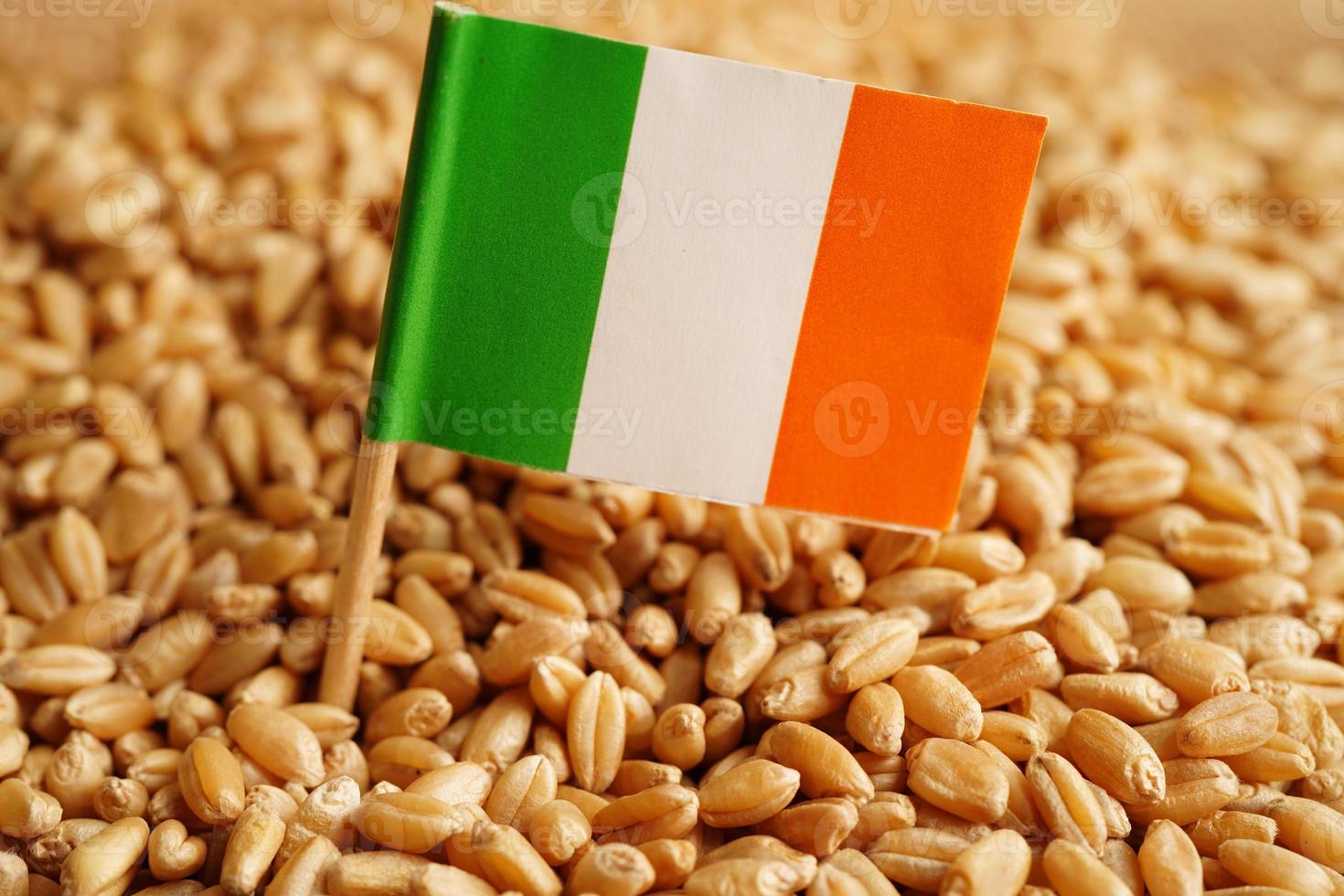 Lreland on grain wheat, trade export and economy concept. photo
