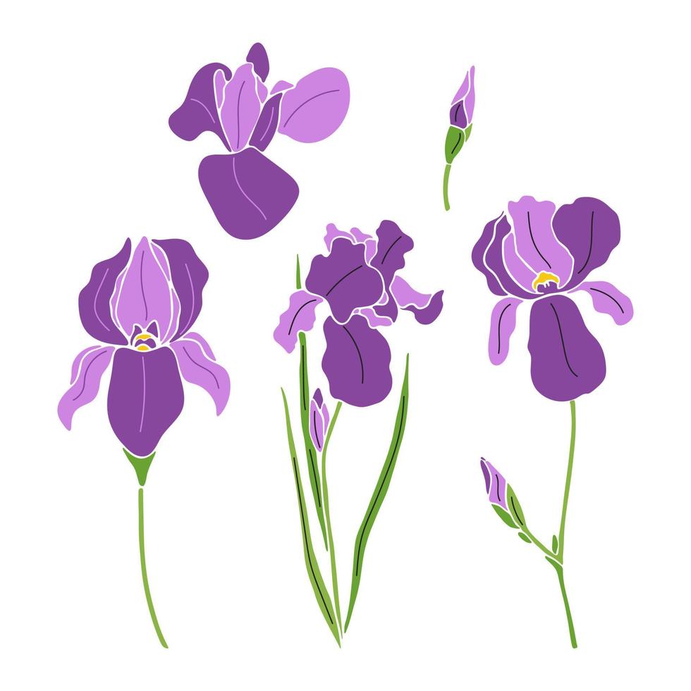Set of iris flowers isolated on white background vector