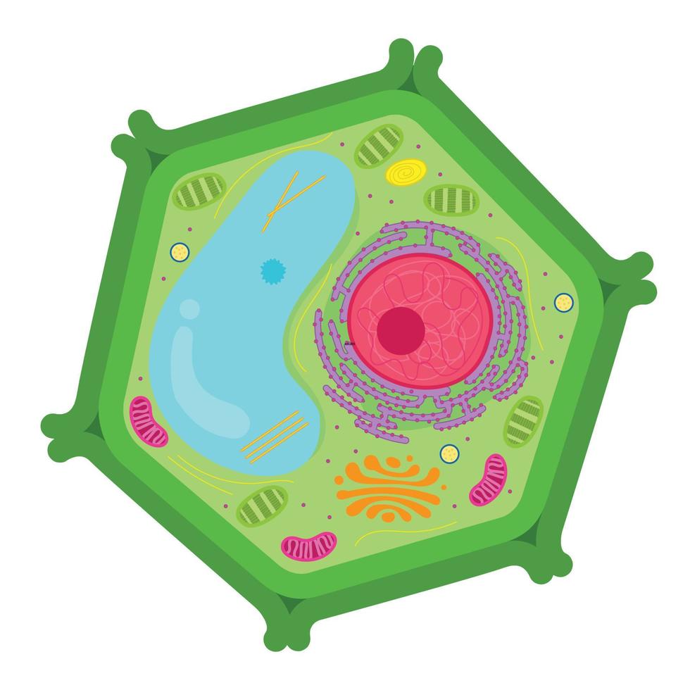 Green cell of the plant. Element of biology. 9783320 Vector Art at Vecteezy