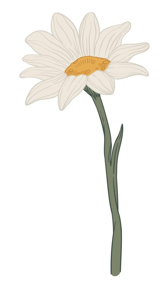 Chamomile plant with blooming flower green stem vector
