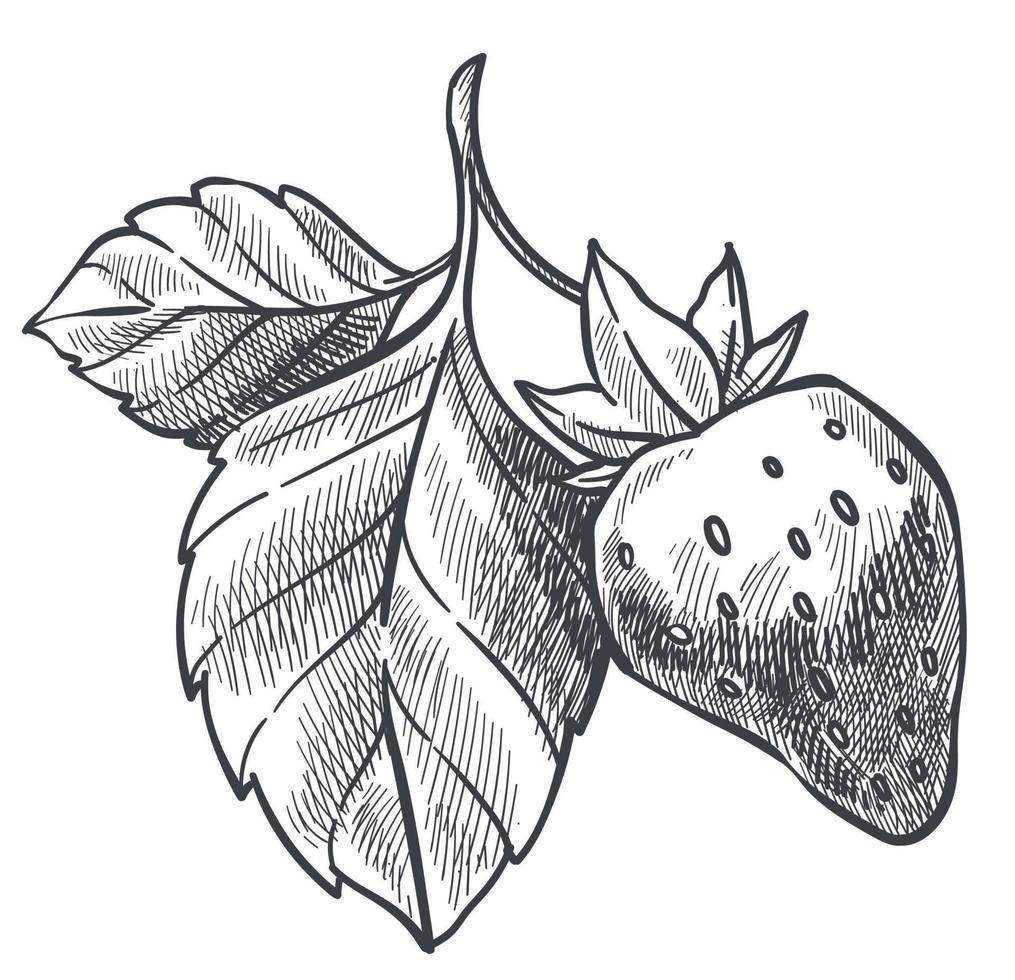 Strawberry plant with ripe berry and leaves sketch vector