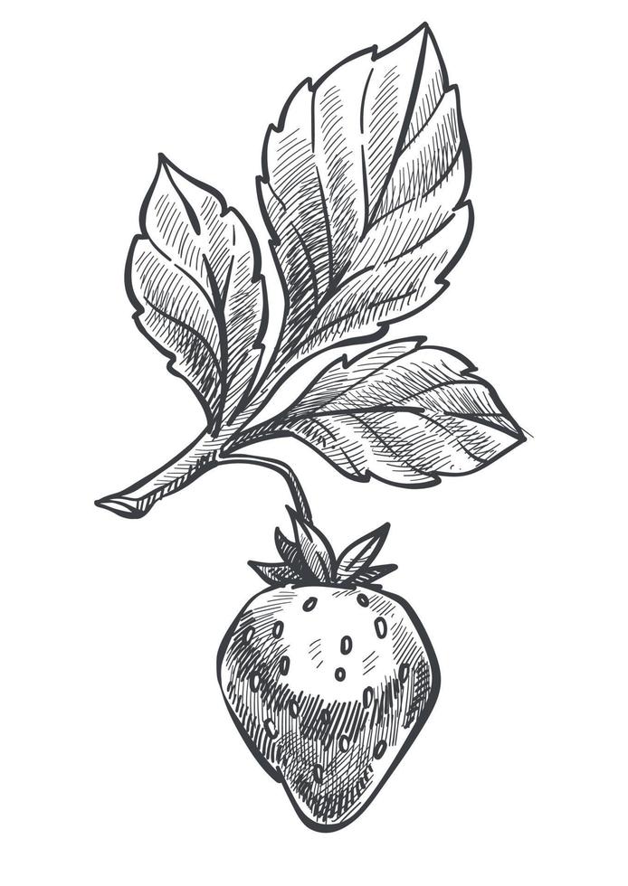 Strawberry plant with ripe berry, plant sketch vector