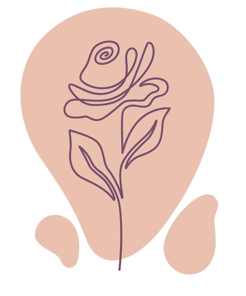 Rose flower in blossom, flora with tender petals vector