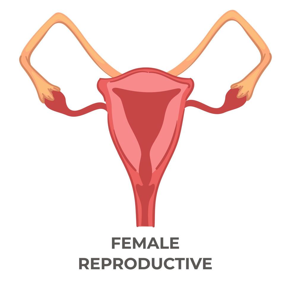 Female reproductive system of woman, biology icon vector