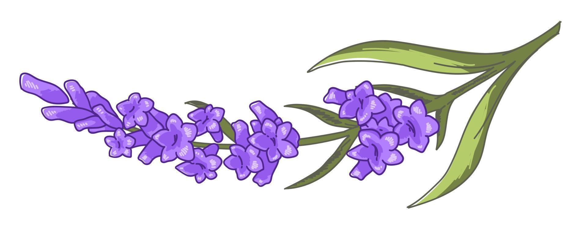 Lavender floral branch with blossom, flower decor vector