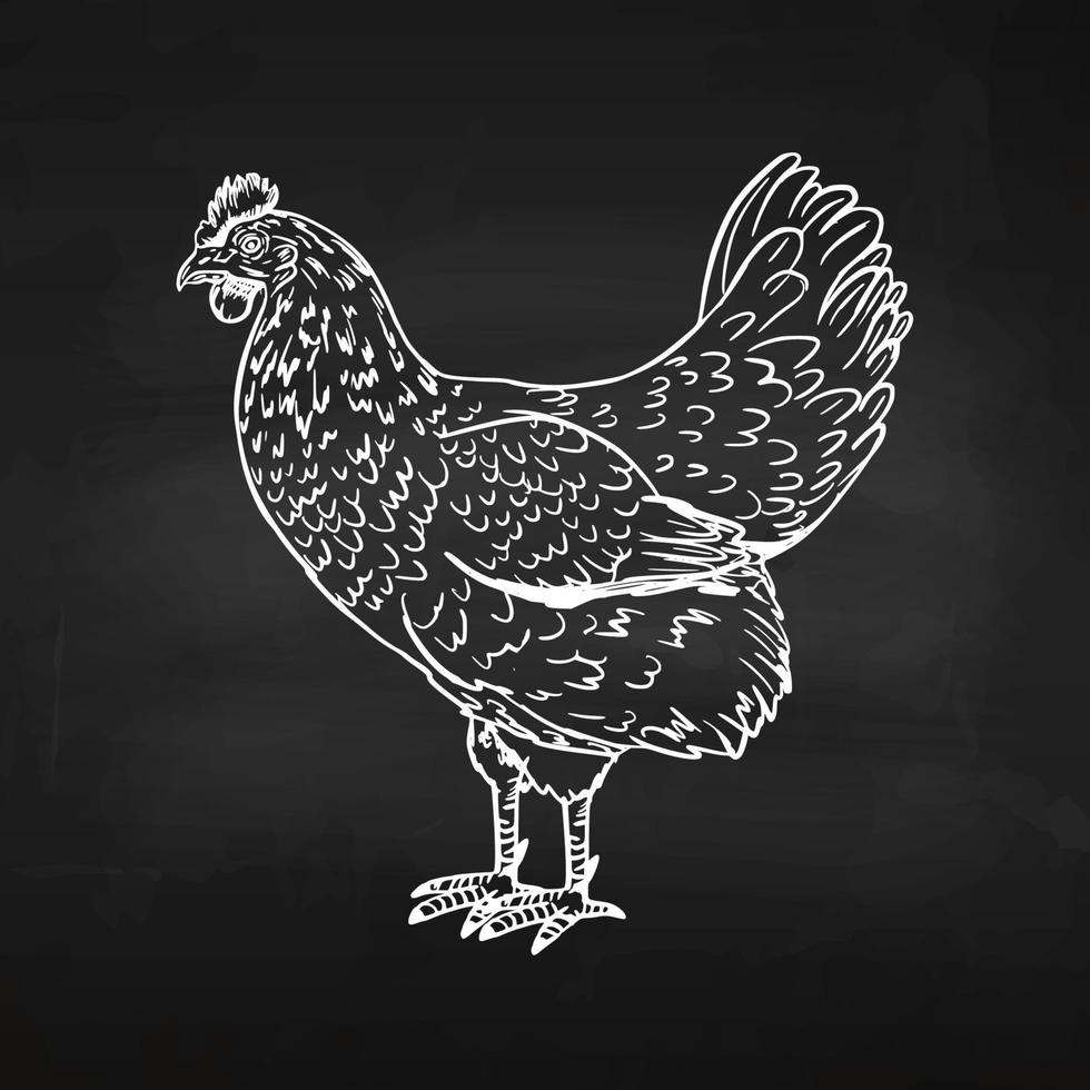 Chicken. Hand drawing. Vector illustration in a modern style. Line. Sketch on a chalk board. For your design.
