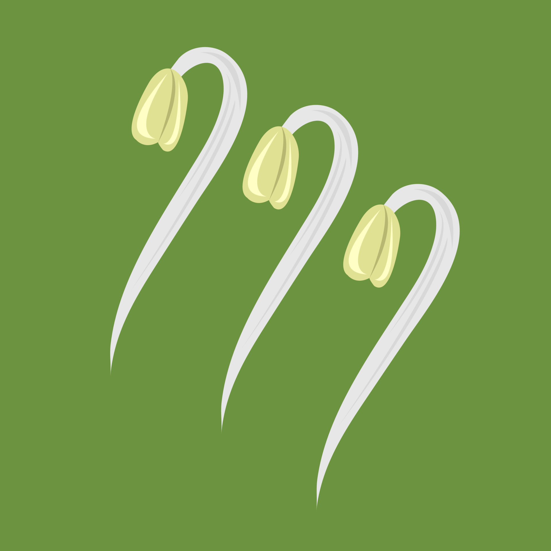 Fresh bean sprouts vector illustration for graphic design and