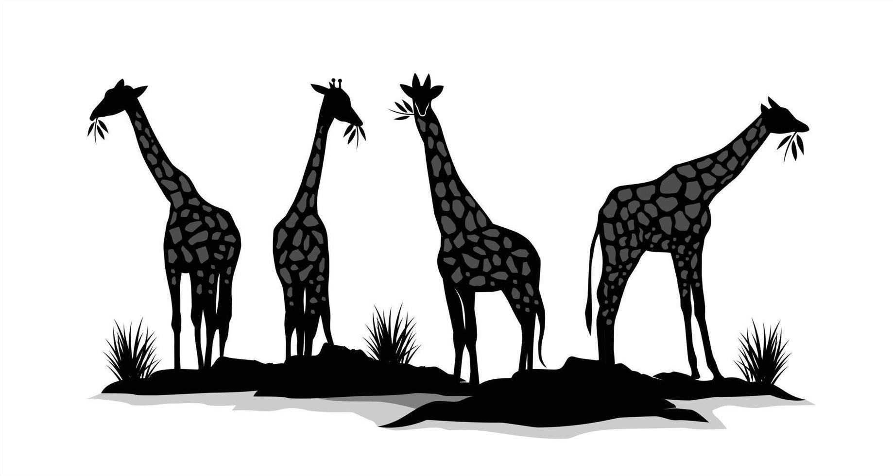 diseño de vector de jirafa en color blanco y negro