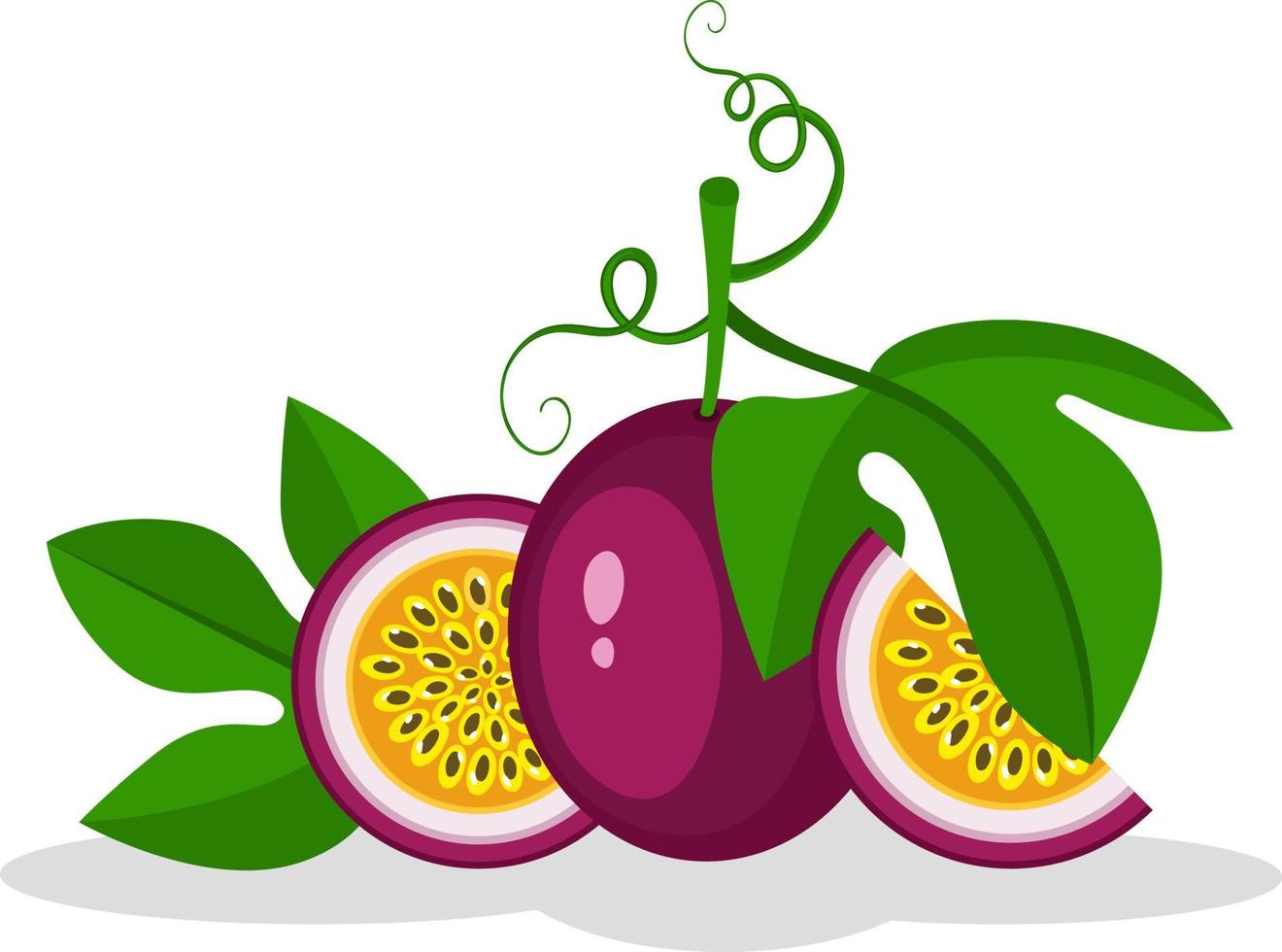 fruta de la pasión morada entera y mitades con médula gruesa y semillas vector