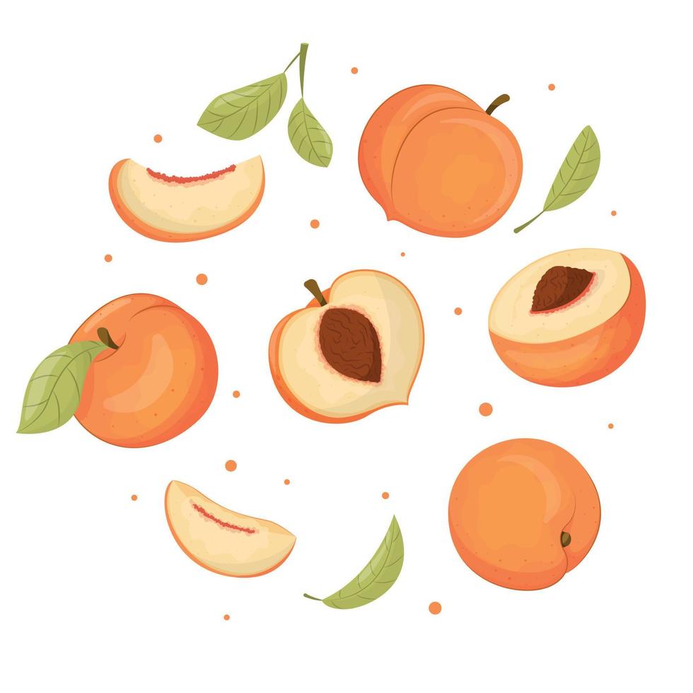 colección de frutas de verano, conjunto de melocotones vectoriales, melocotón vectorial. doodle de fruta fresca del jardín, comida vegana orgánica, vector de melocotón jugoso