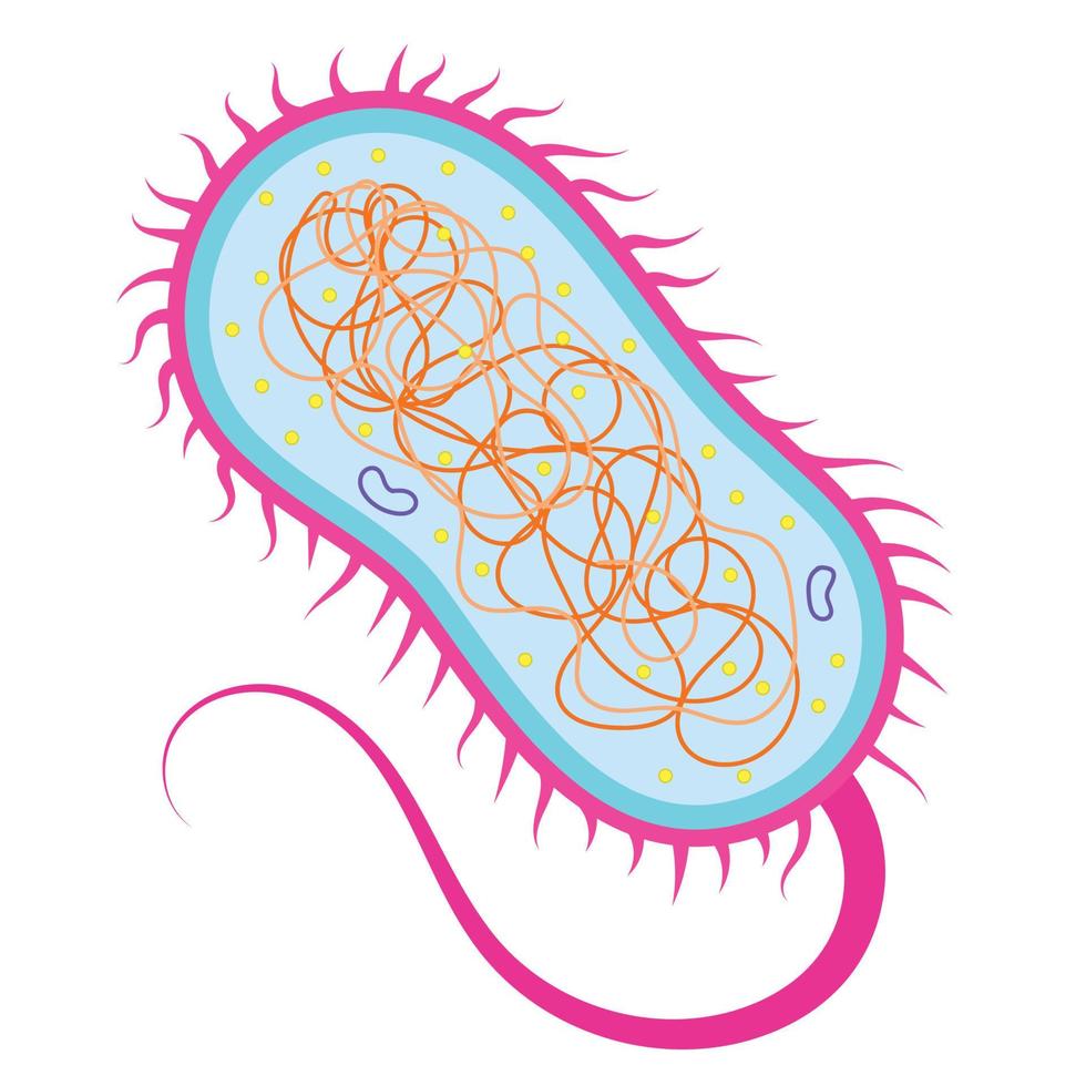 Prokaryotes are organisms without membrane-bound organelles. vector