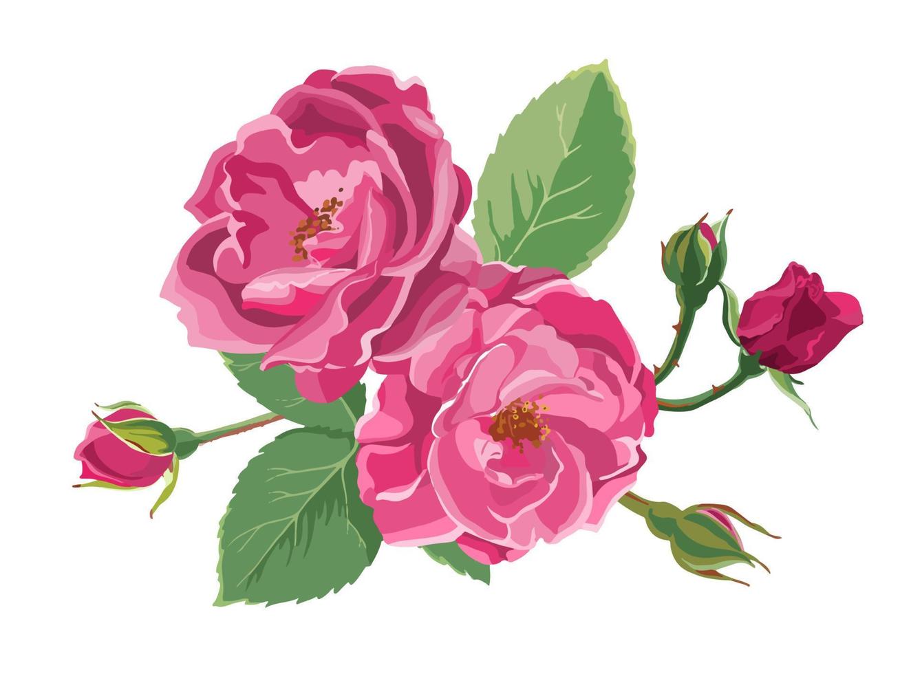 Blooming roses or peonies with leaves and buds vector