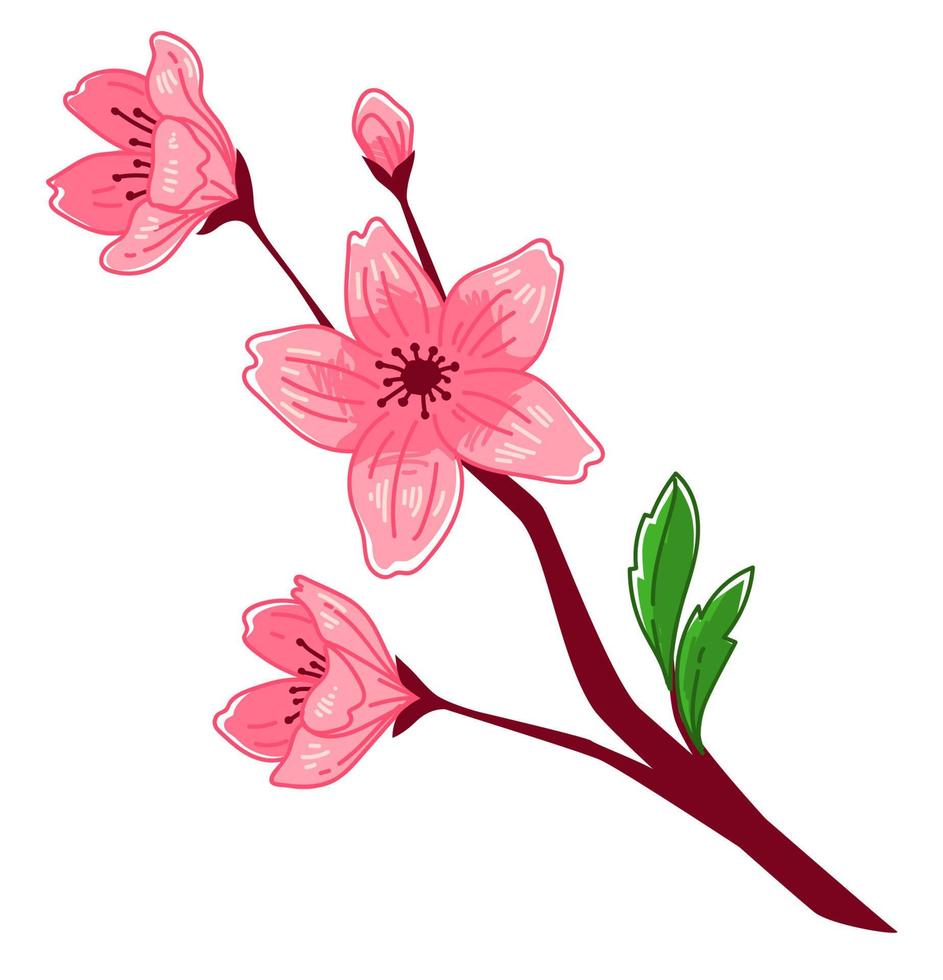 Sakura blooming, blossom of cherry tree branch vector