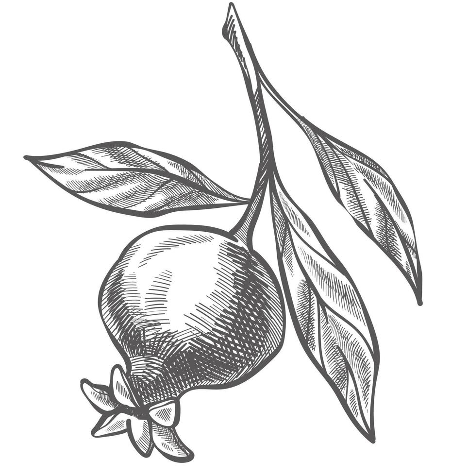 Pomegranate growing on branch of tree, ripe fruit vector