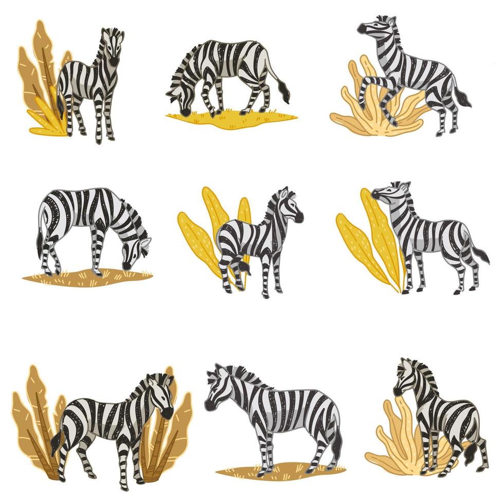 Zebras eating plants, wildlife in savannah vector