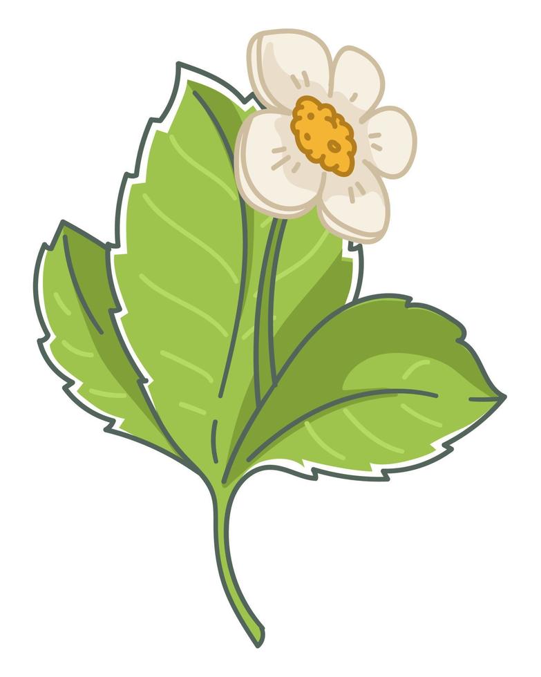 Strawberry flower blooming and leaves of plant vector