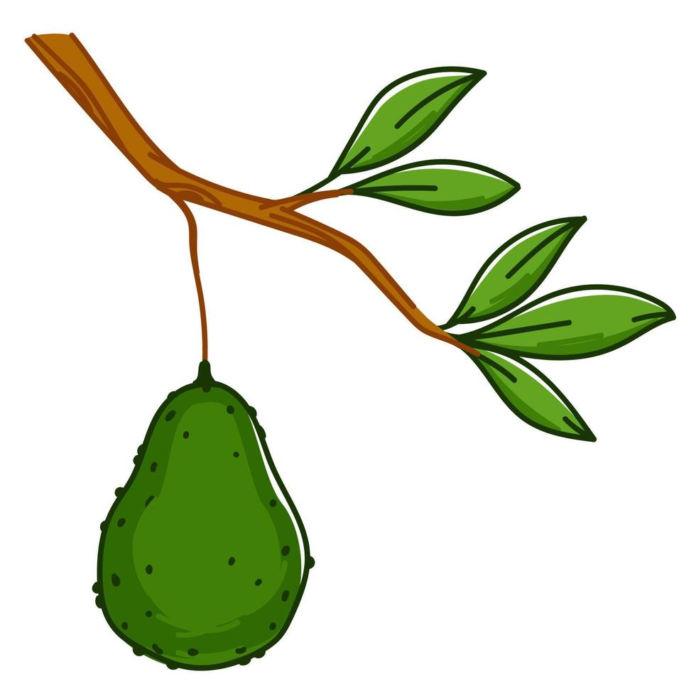 Avocado vegetable hanging on tree branch vector