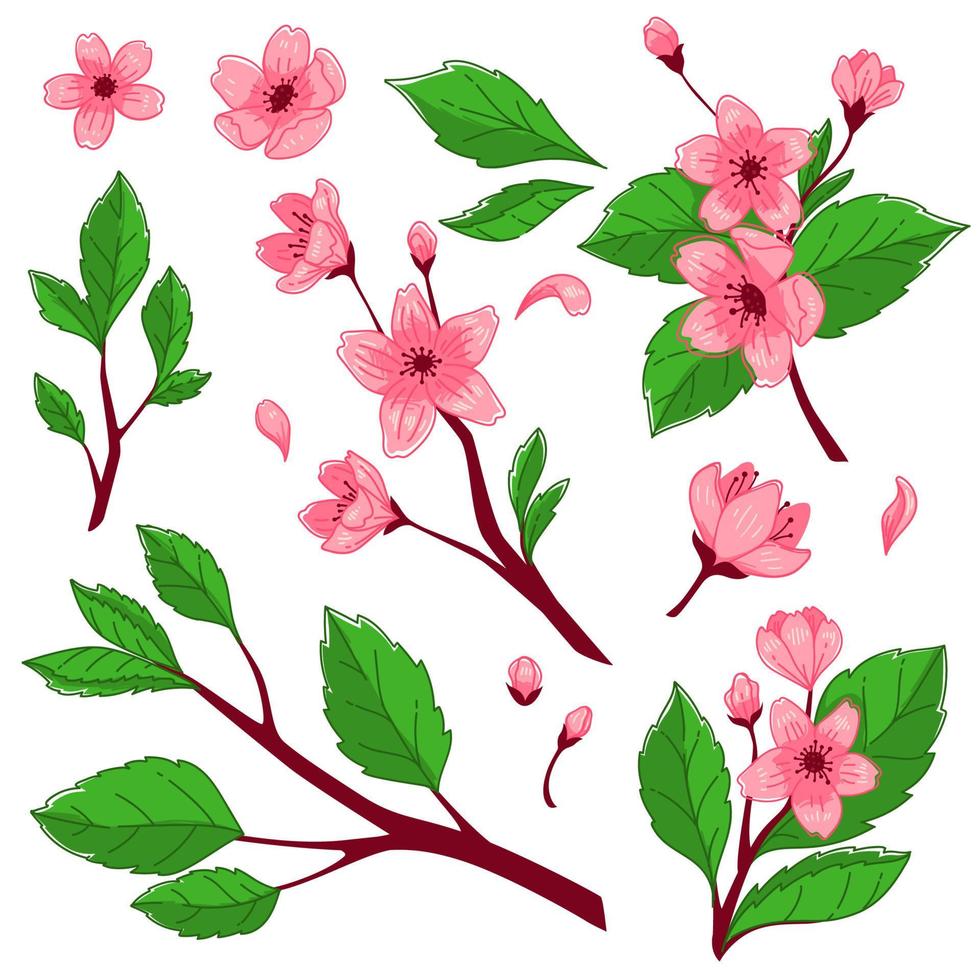 Cherry blossom tree with blooming flowers branches vector
