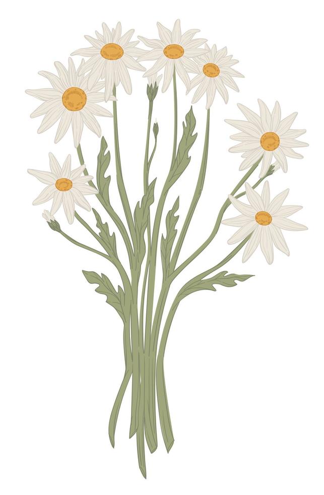 Bouquet of camomiles, bunch of white wild flowers vector
