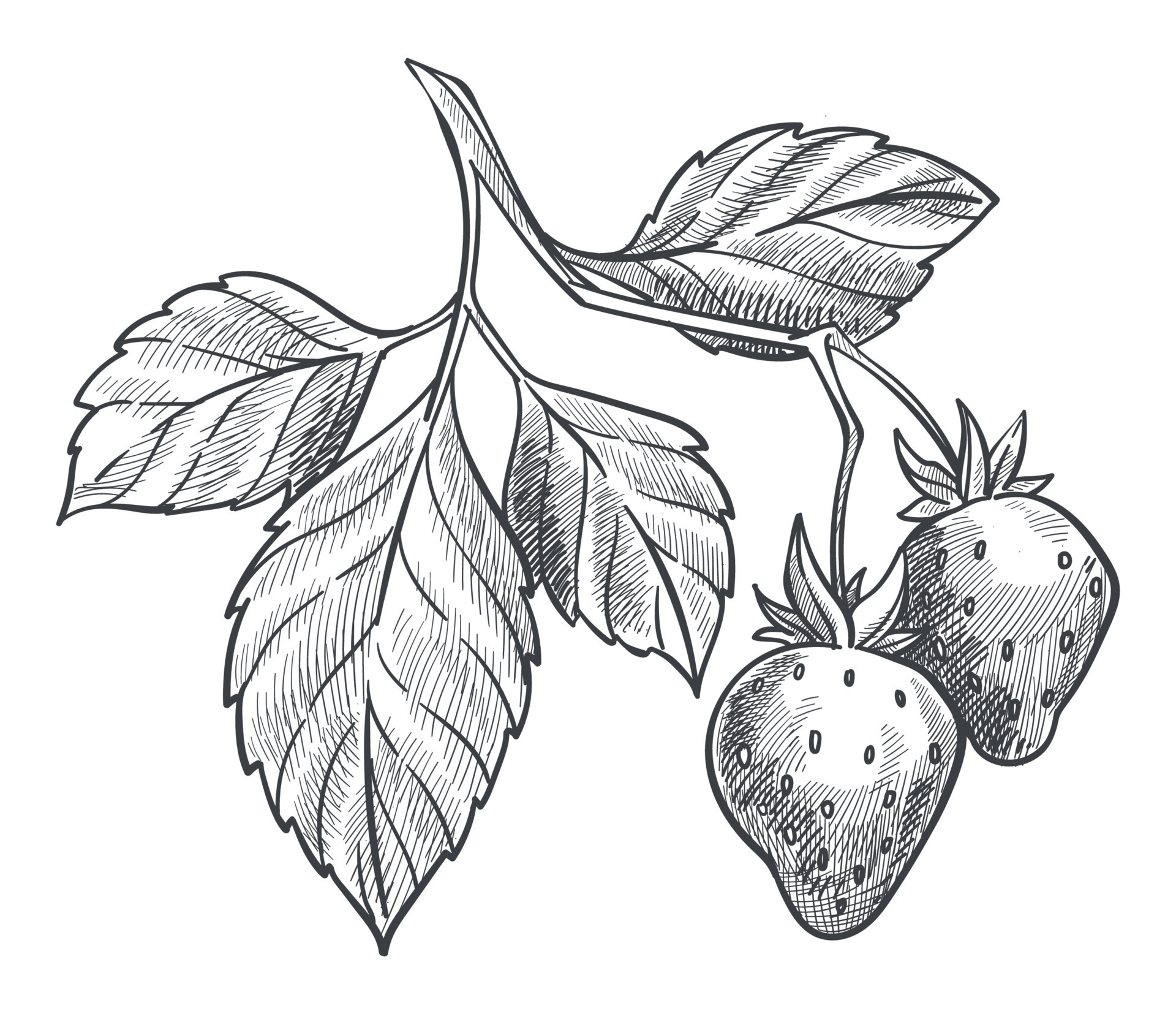 Premium Vector | Strawberry branch with berries, blooming flowers and leaf.  outlined vintage botanical drawing of garden fruit plant. botany sketch.  hand-drawn vector illustration isolated on white background