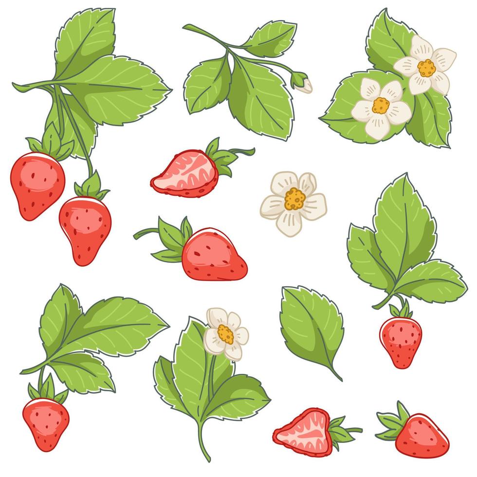 fresas flores y frutas con hojas vector