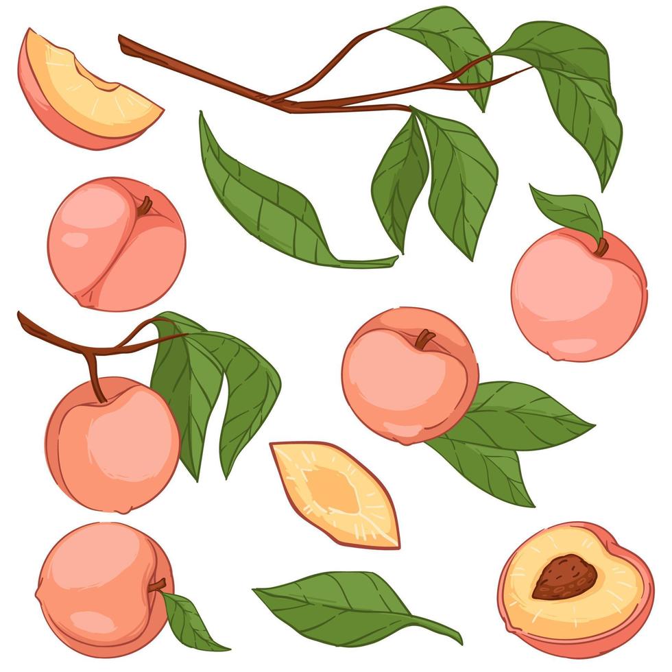 Peaches or big apricots on tree branches vector