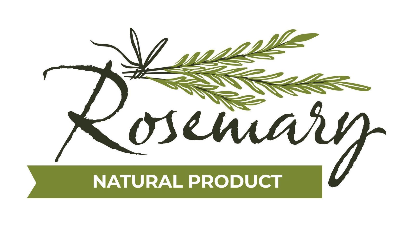 Rosemary natural product, herbs and spices vector