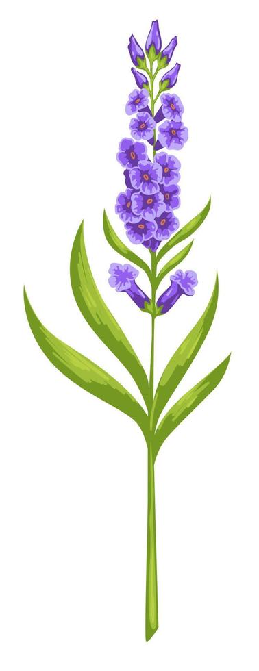 Purple blooming flower, spring blossom vector