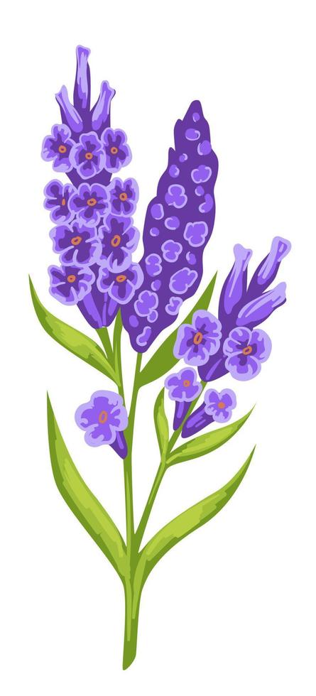 Violet blooming flowers with green stem, spring blossom vector