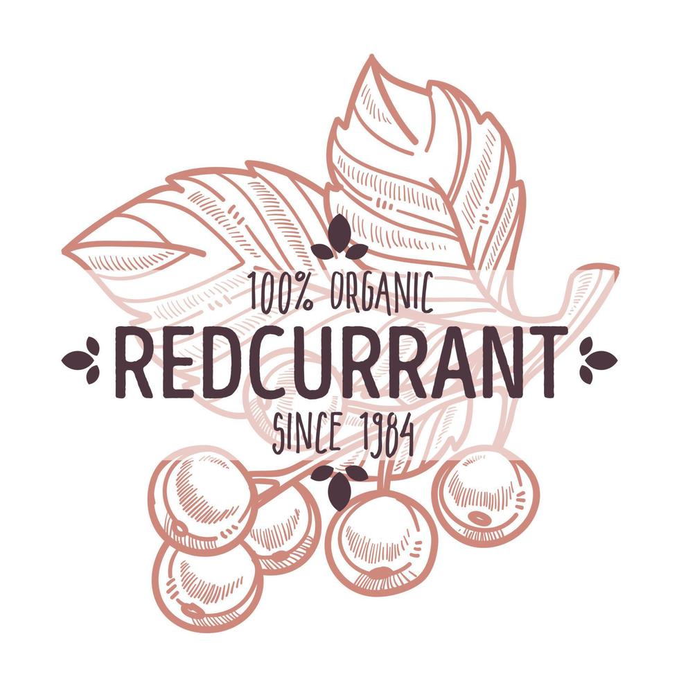 Redcurrant isolated icon with lettering organic bush berry vector