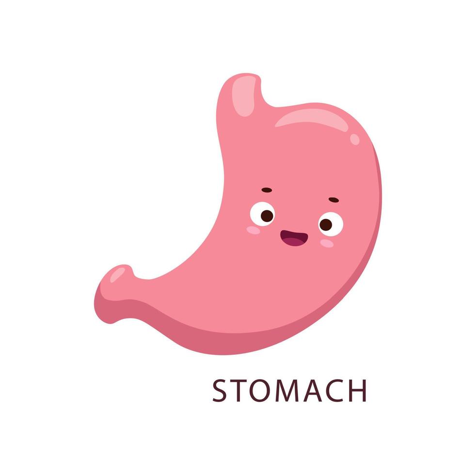 dibujos animados estómago cuerpo humano órgano lindo personaje vector