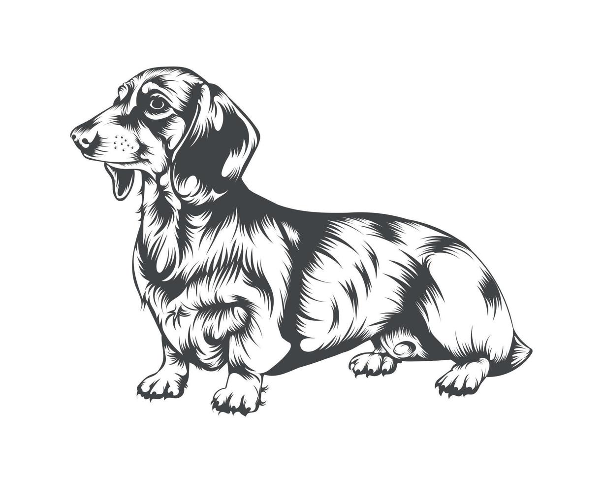 Dachshund Dog Breed Vector Illustration, Dachshund Dog Vector on White Background for t-shirt, logo, and others