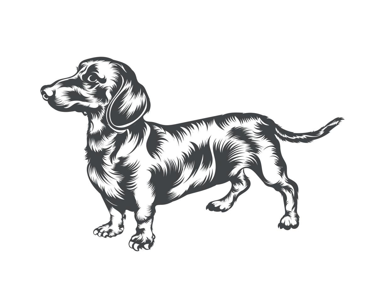 Ilustración de vector de raza de perro salchicha, vector de perro salchicha sobre fondo blanco para camiseta, logotipo y otros