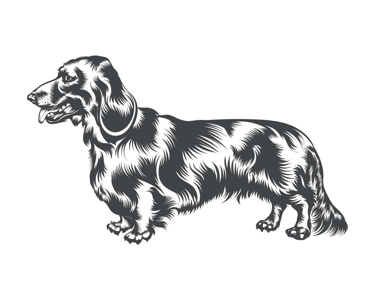 Dachshund Dog Breed Vector Illustration, Dachshund Dog Vector on White Background for t-shirt, logo, and others