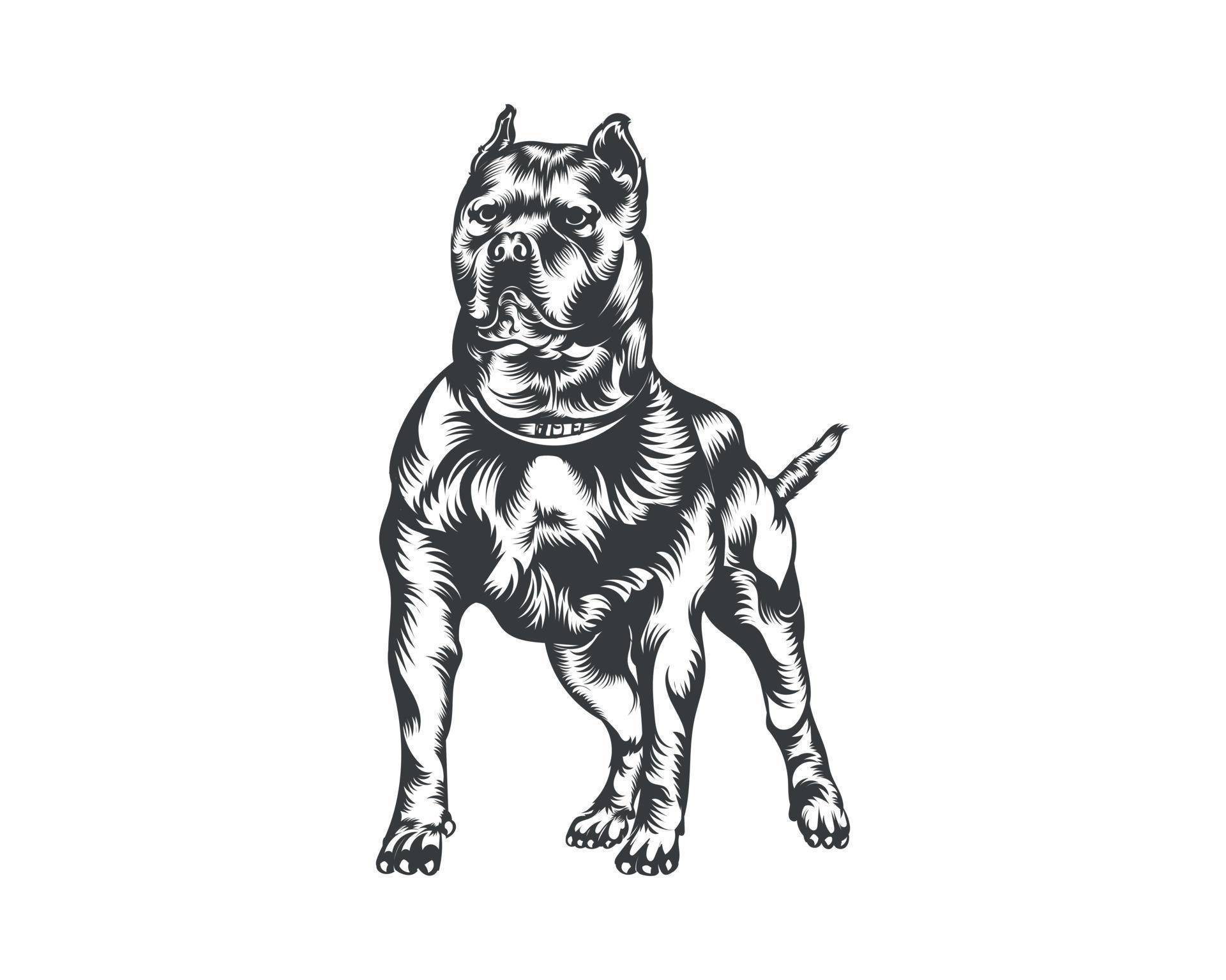 Pitbull Dog Vector
 Pitbull Dog Breed Vector Illustration Pitbull Dog Vector on White