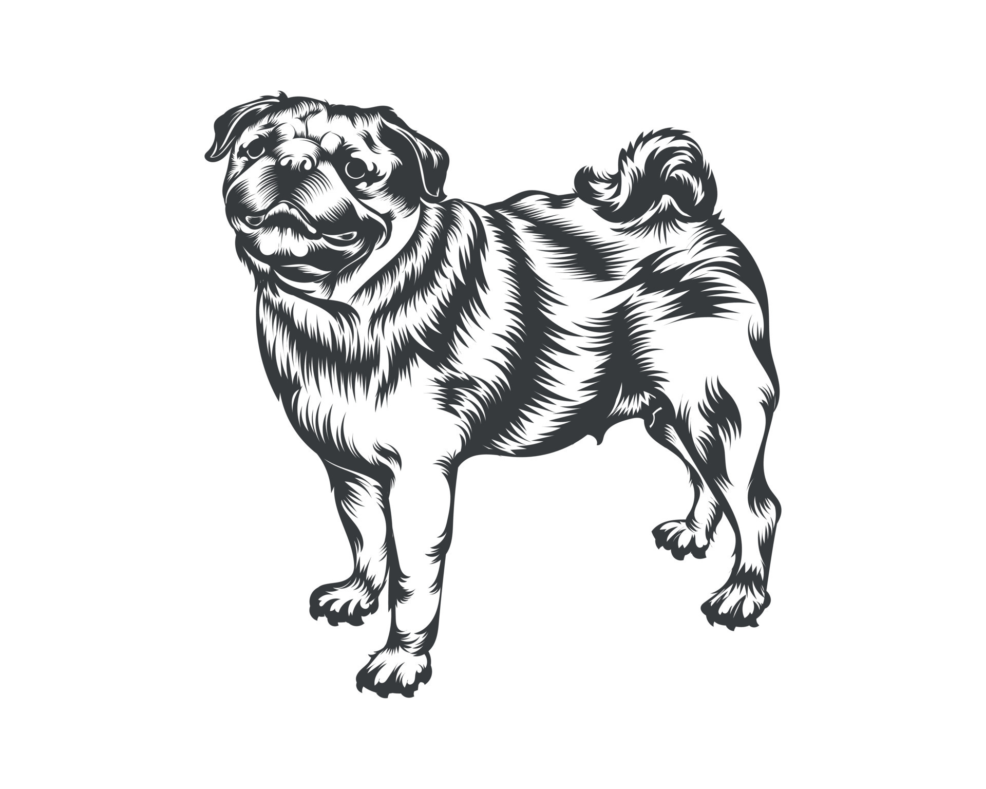 Pug Dog Breed Vector Illustration, Pug Dog Vector on White Background